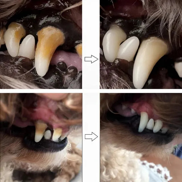 Caneta Dental ClearPet | Remove Amarelado e Mantém o Hálito Puro